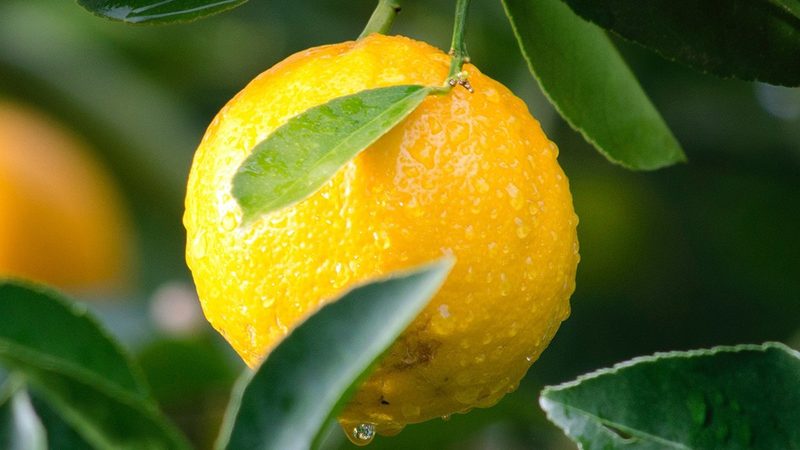 小分子CDMO：揭秘药物研发背后的“隐形功臣